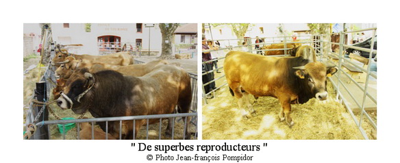 AM 88 p4 v1 de superbes reproducteurs