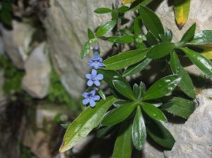 lithospernum-sancti-anioli