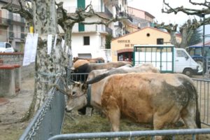 de beaux échantillons en provenance des hautes estives