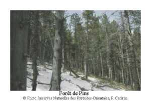 foret-de-pins