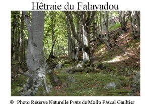 hetraie-du-falayadou-site