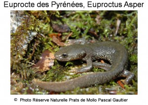 Euprocte des Pyrénées, euproctus asper SITE