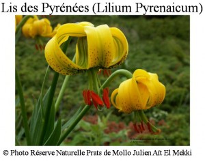 Lis des Pyrénées (Lilium pyrenaicum)  Julien Aït El Mekki SITE