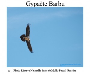 GYpaète barbu SITE