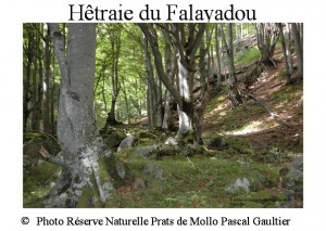 Hêtraie du Falayadou SITE