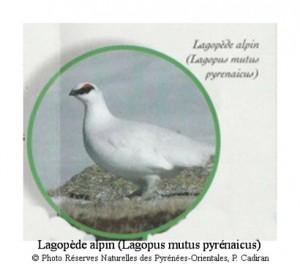 Lagopède alpin