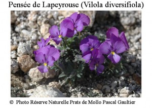Pensée de Lapeyrouse (vilola diversifolia)21 SITE