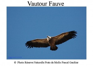 Vautour fauve SITE