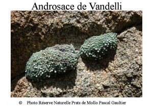 androsace de Vandelli SITE