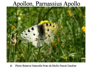 apollon, parnassius apollo SITE