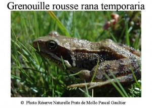 grenouille rousse rana temporaria SITE