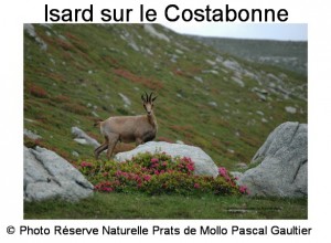 isard sur costabonne SITE