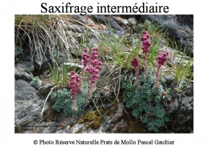 saxifrage intermédiaire SITE